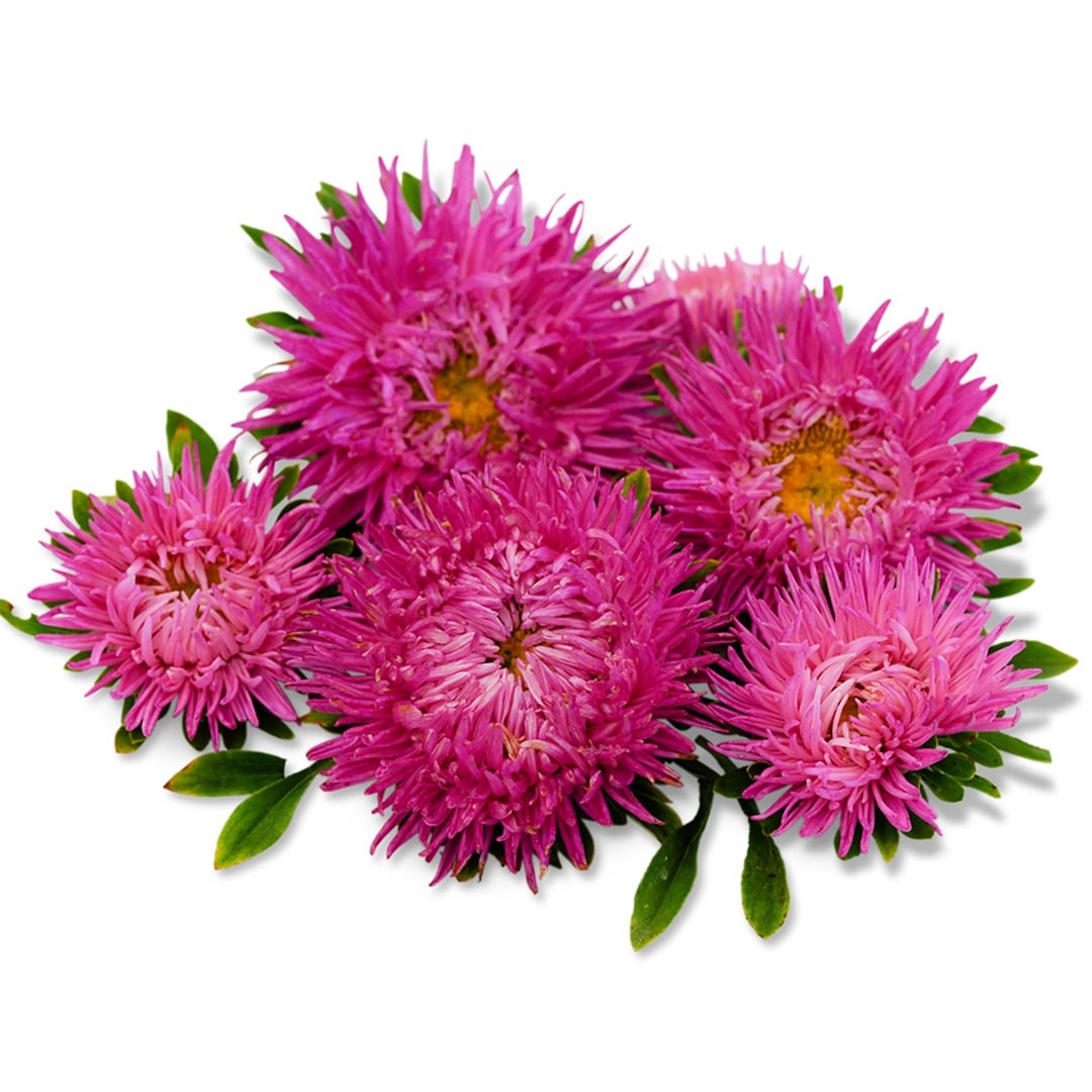 Gala Carmine Rose Asters arranged on a white background.
