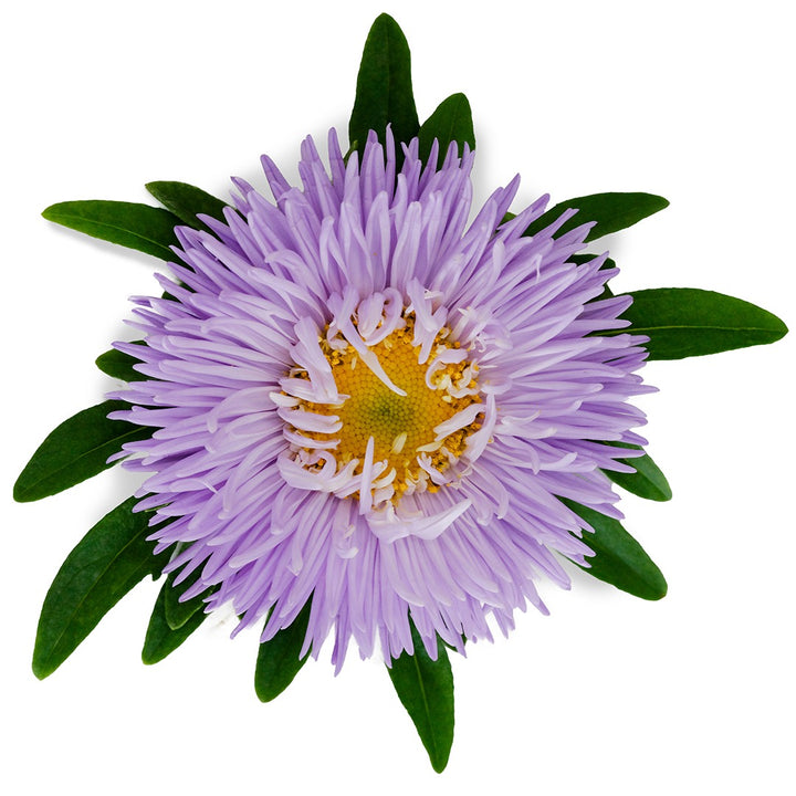 Single Gala Lavender Aster bloom surrounded by green leaves on white background.