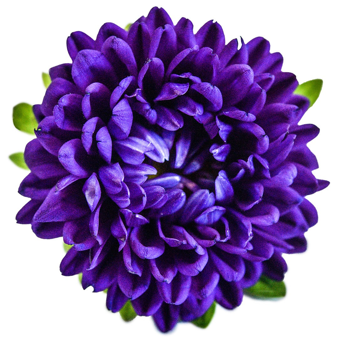 A single Matsumoto Blue Aster bloom on a white background.