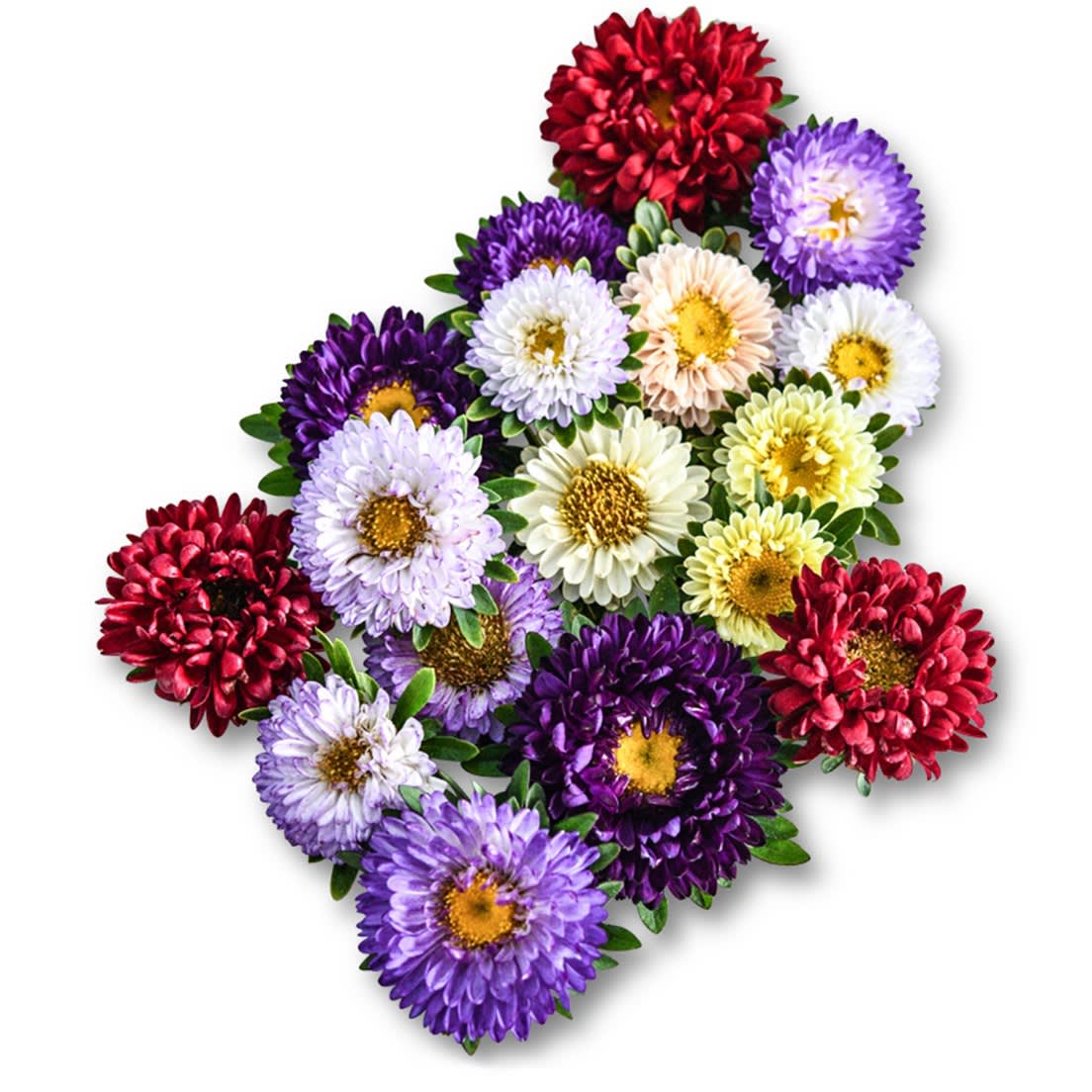 Matsumoto Formula Mixed Aster flowers arranged on a white background.