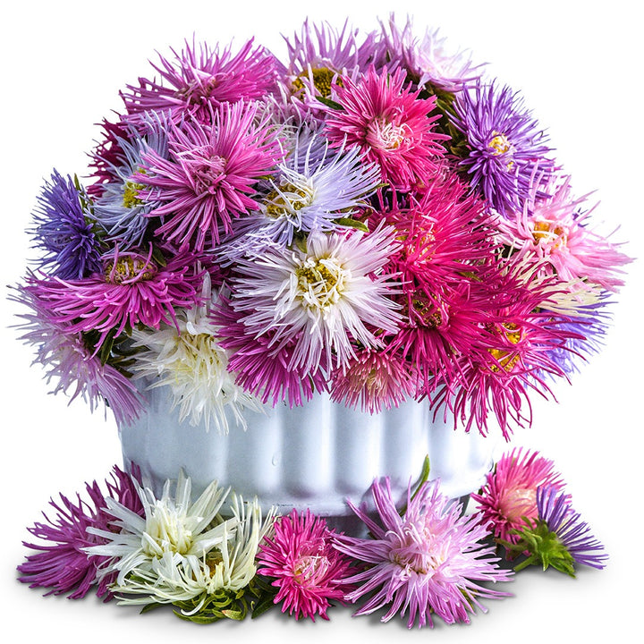 Star Pastel Mix Asters in an arrangement in a white container on a white background.