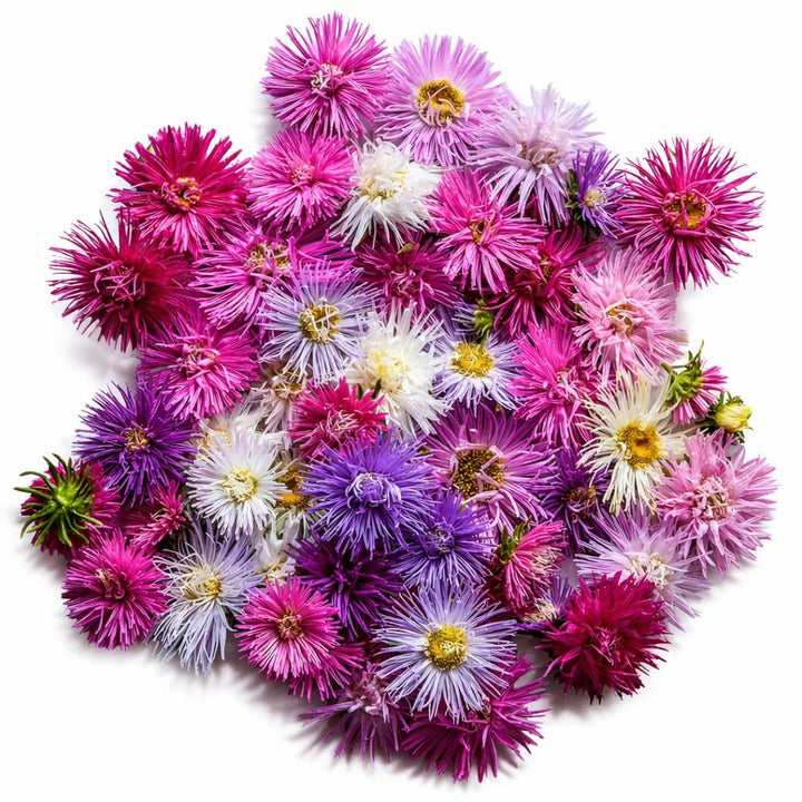 Star Pastel Mix Asters arranged on a white background.