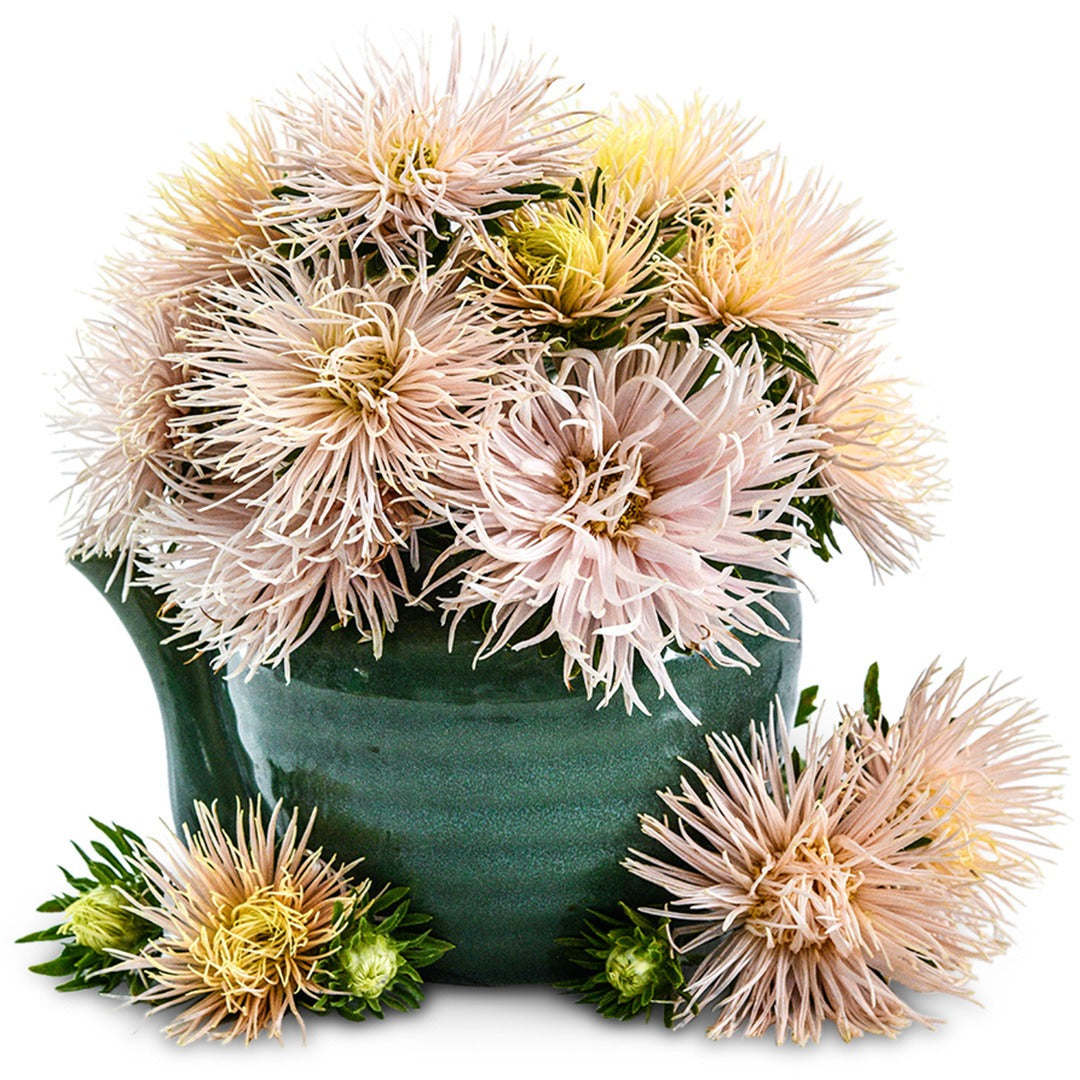 An arrangement of Valkyrie Chamois Aster flowers in a ceramic teapot on white.