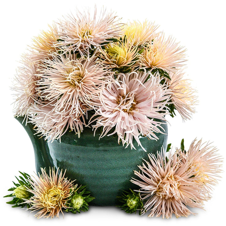 An arrangement of Valkyrie Chamois Aster flowers in a ceramic teapot on white.