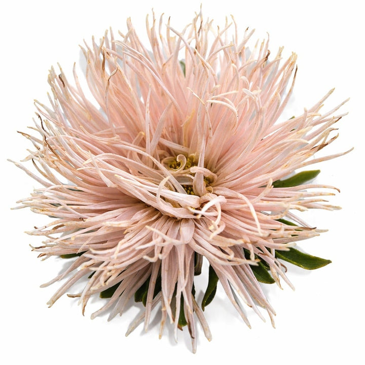 A detailed close up of Valkyrie Chamois aster bloom on a white background.