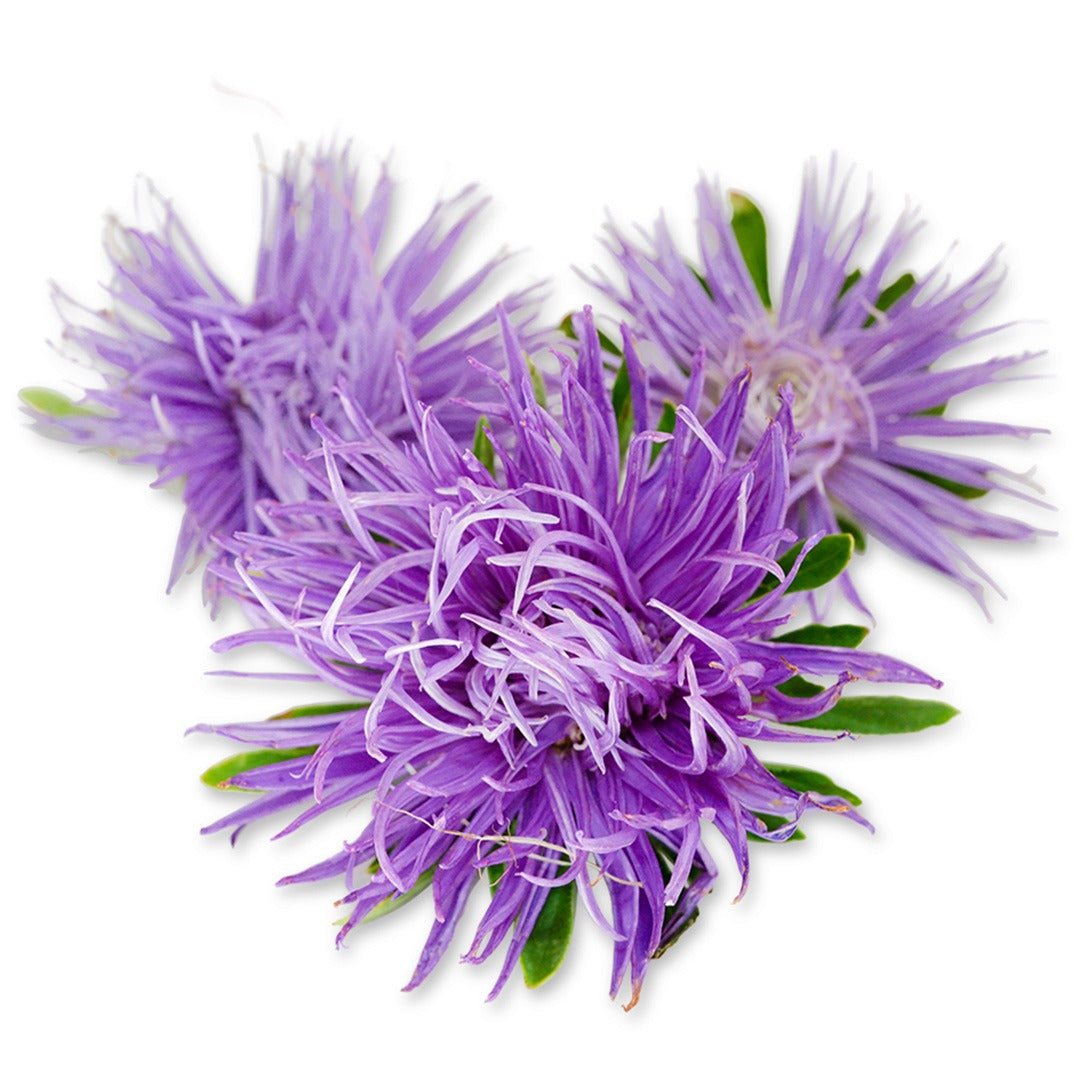 A trio of Valkyrie Purple Aster flowers on white background.