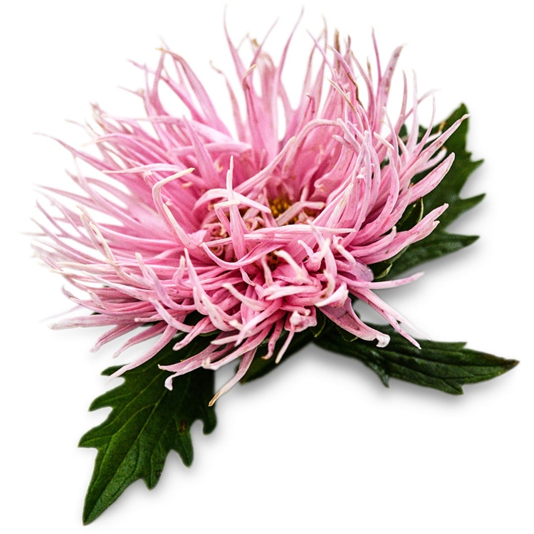 Aster Seeds, Valkyrie Salmon