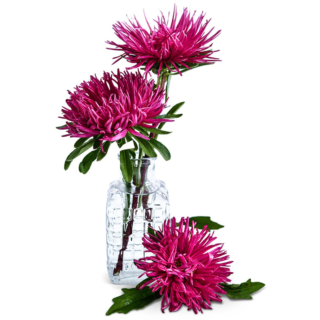 Aster Valkyrie Scarlet flowers in a clear vase on a white background.