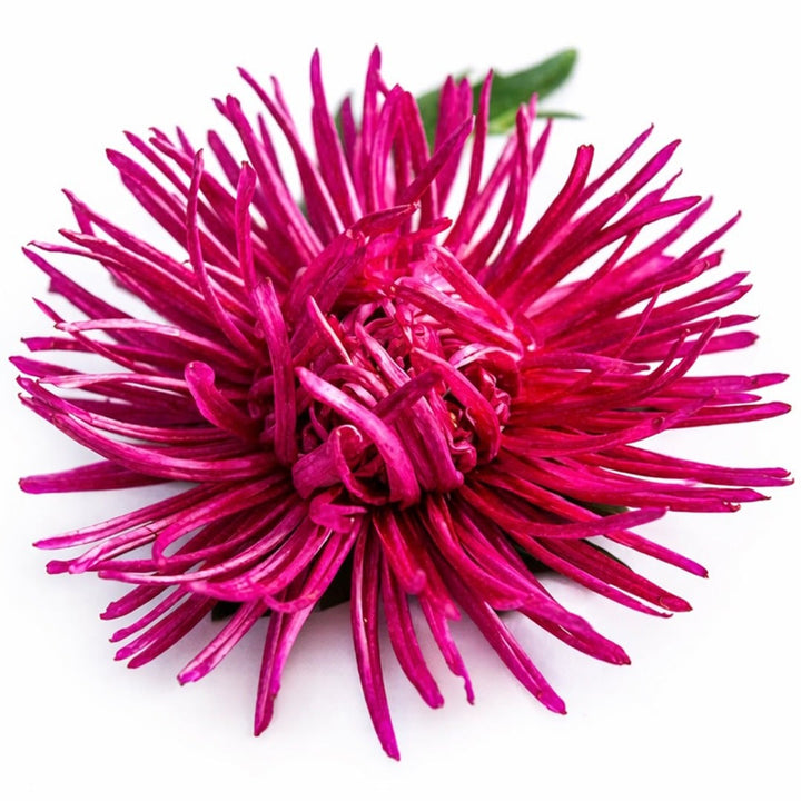 A single Valkyrie Scarlet Aster flower on a white background.