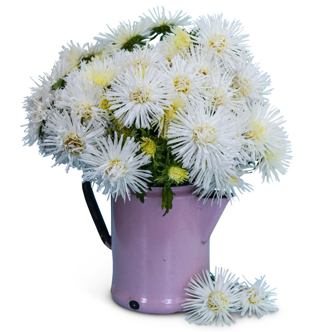 Aster Valkyrie White flowers in pink jug with handle on a white background.