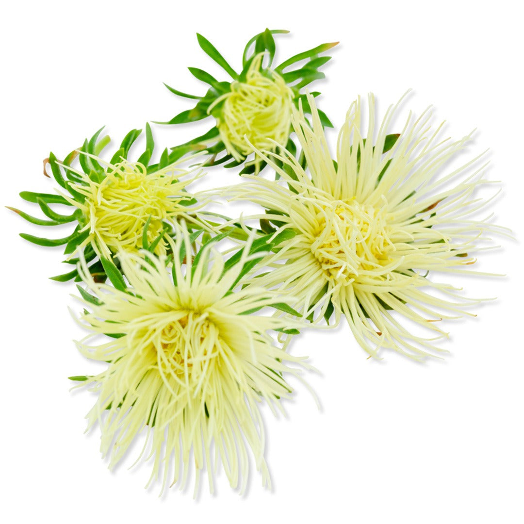 Valkyrie Yellow Aster flowers on a white background.