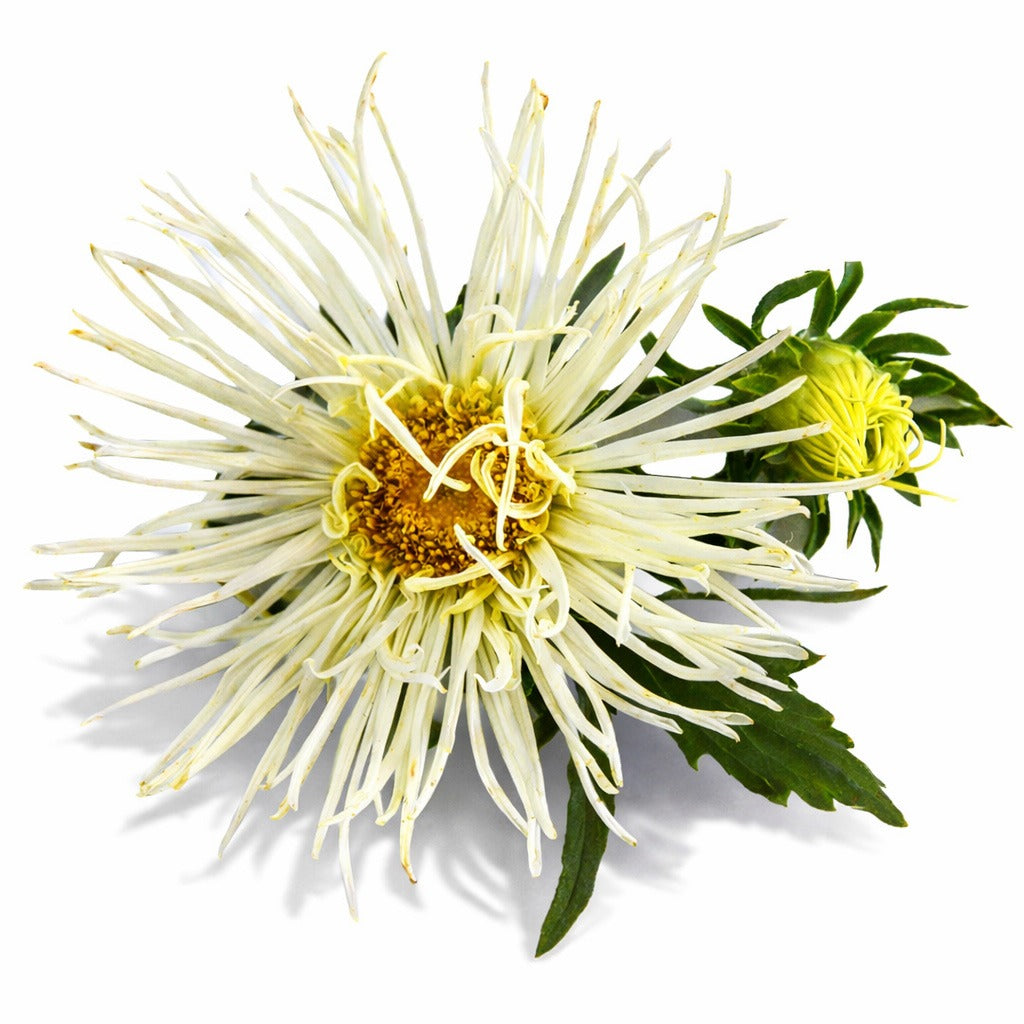 A single Valkyrie Yellow Aster with a bud on a white background.