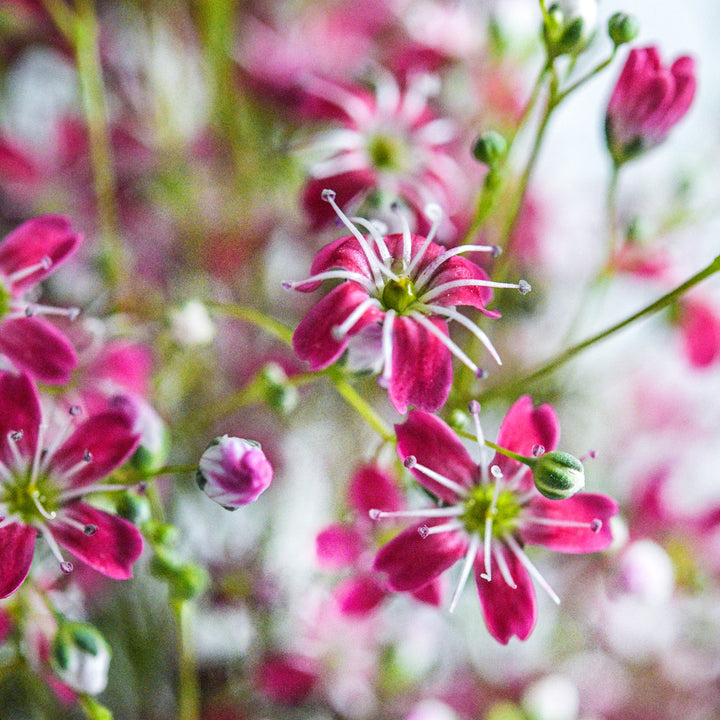 A close-up view of Carmine Pink Baby's Breath tiny flowers.