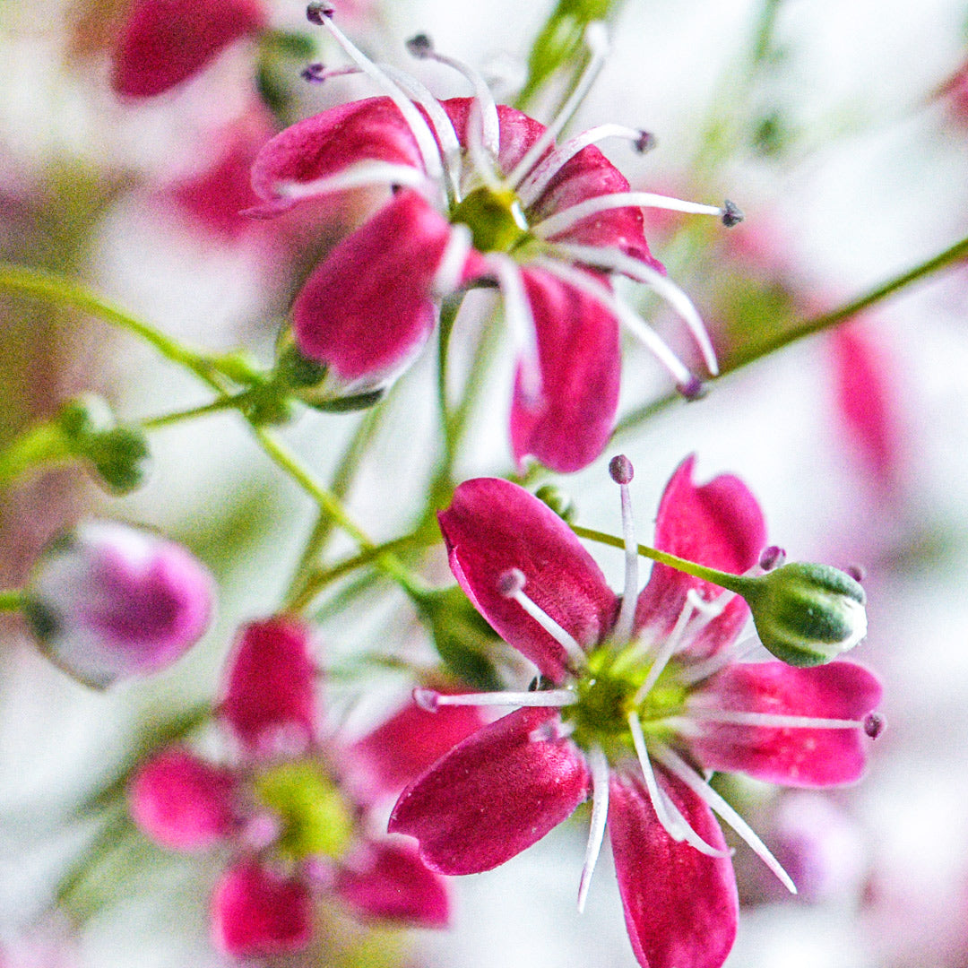 An extreme micro close-up of tiny Carmine Pink Baby&