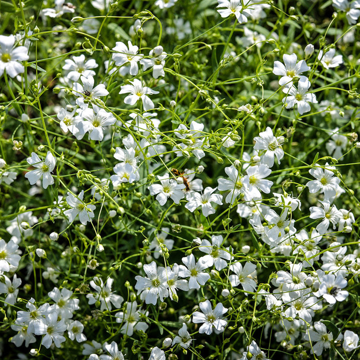 Covent Garden Baby's Breath growing in the gardens at Baker Creek.