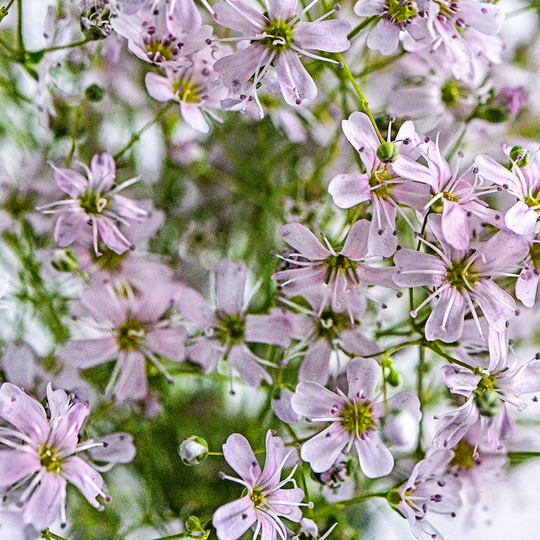 A close-up of a cluster of Rosea Baby&