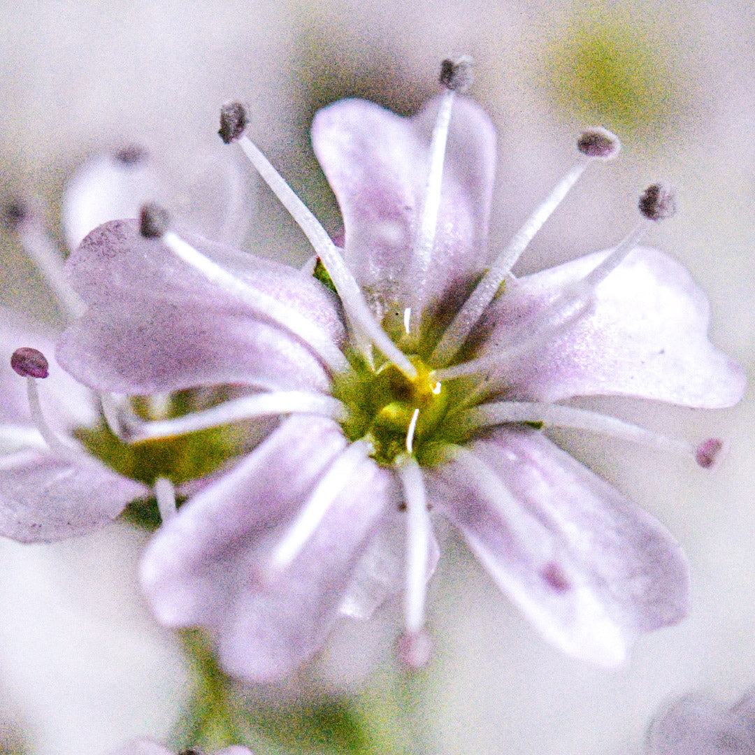An extreme close-up of a single Rosea Baby&