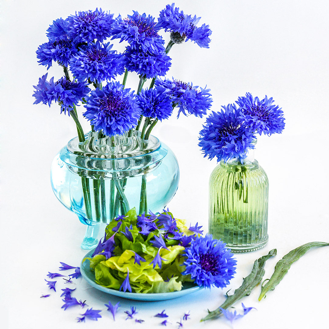 Blue Boy Bachelor&