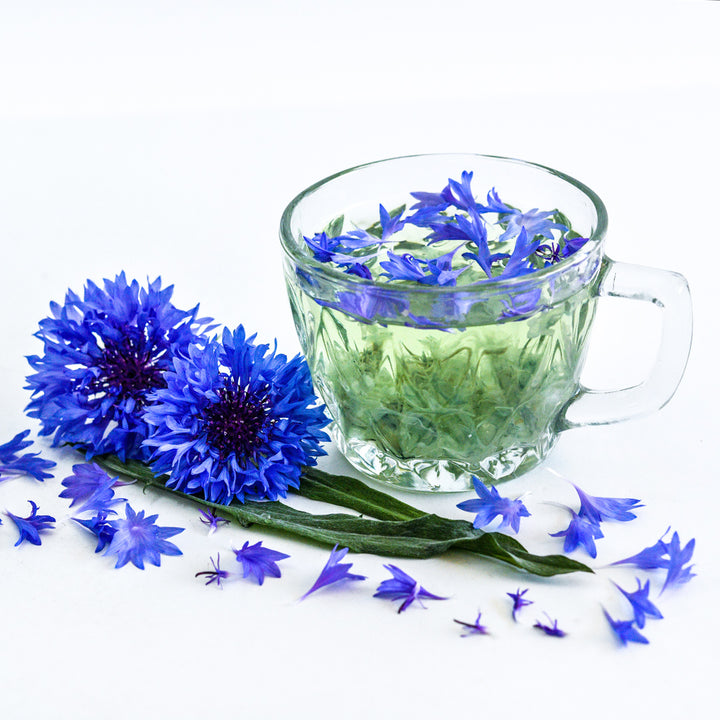 Blue Boy Bachelor's Button tea with a couple of blooms on a white background.