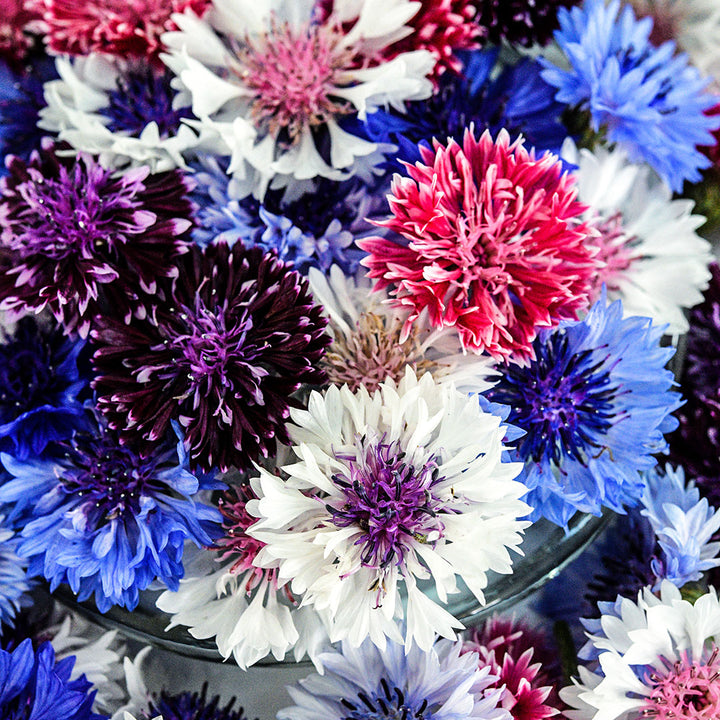 A close-up macro view of Classic Artistic Mix Bachelor's Button flowers.