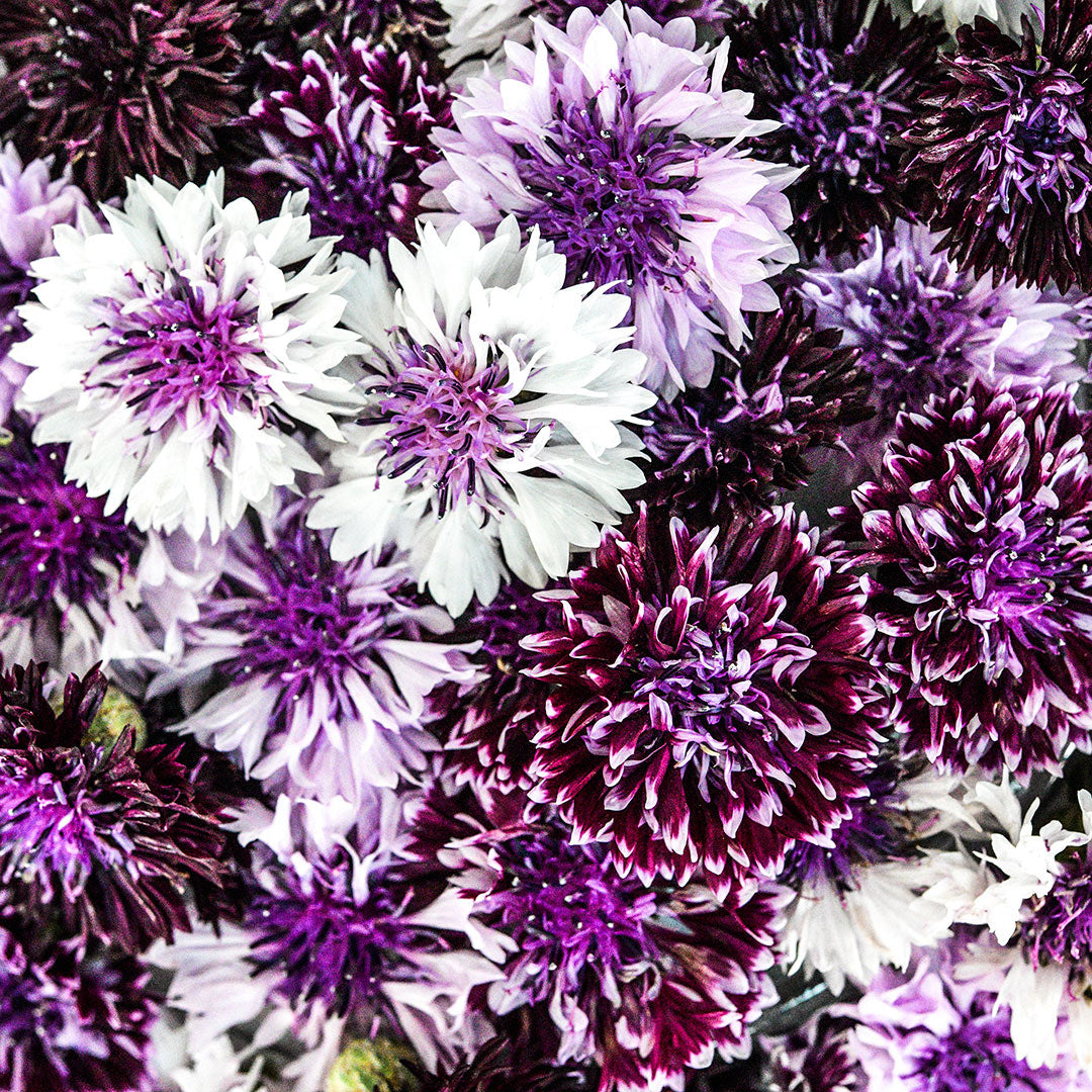 Close-up macro view of Classic Magic Mix Bachelor&