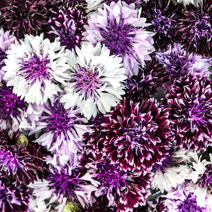 Close-up macro view of Classic Magic Mix Bachelor's Button blooms.