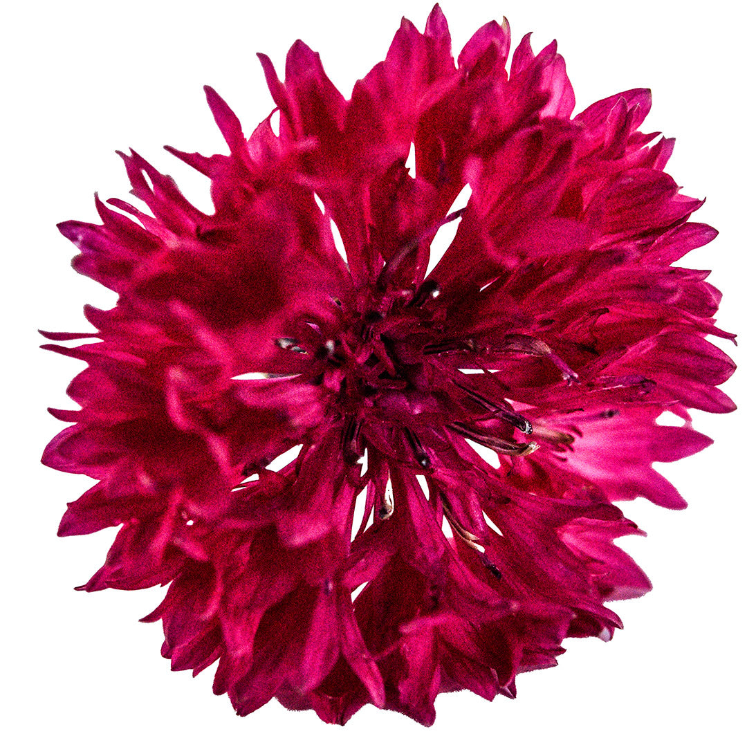 Close-up macro of a single Red Boy Bachelor&