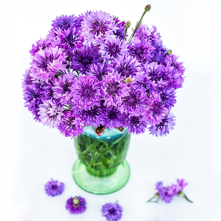 Mauve Lady Bachelor&