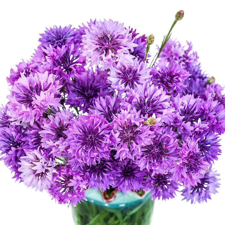 Mauve Lady Bachelor's Button flowers arranged in vase on white background.