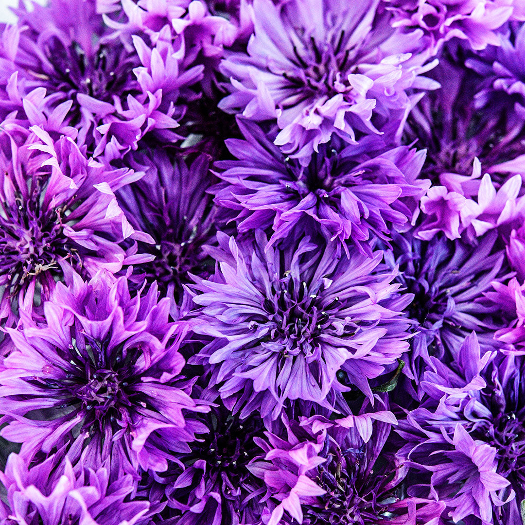 Close-up macro view of Mauve Lady Bachelor&