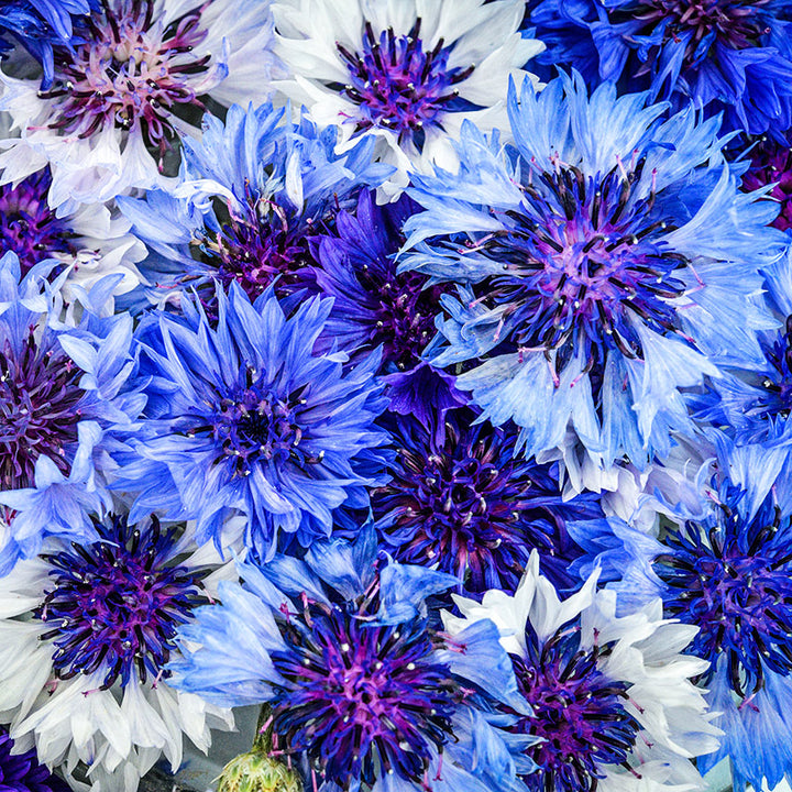 Close-up macro view of Classic Fantastic Bachelor&