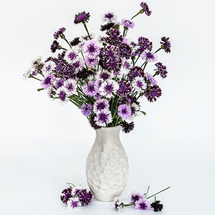 Classic Magic Mix Bachelor's Button flowers in white vase against a white background.