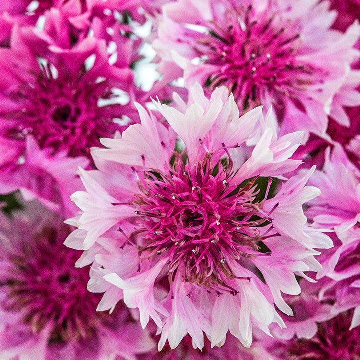 Close-up macro view of Pinkie Bachelor&