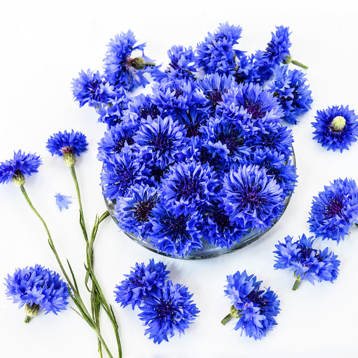 Blue Boy Bachelor's Button flowers arranged on high key background.