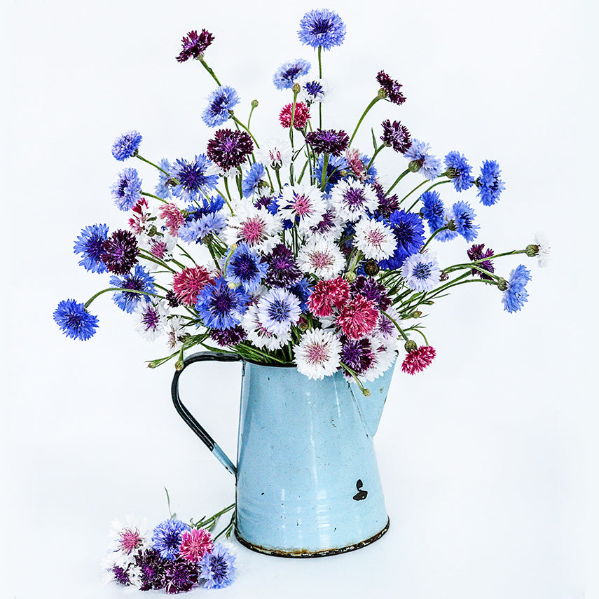 An arrangement of Classic Artistic Mix Bachelor&