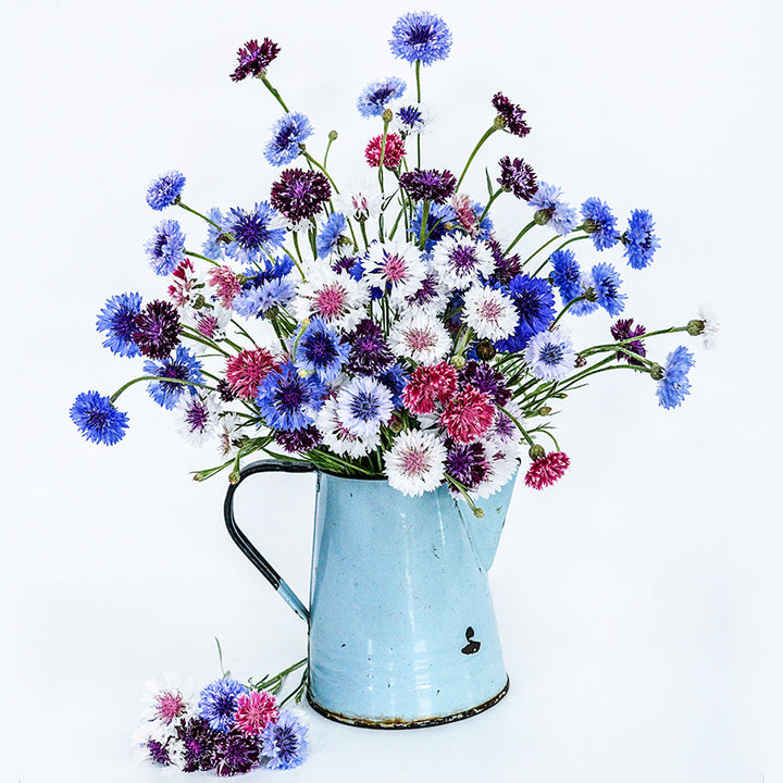 An arrangement of Classic Artistic Mix Bachelor's Button flowers in a blue pitcher on a high key background.