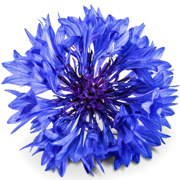 Close up of Blue Boy Bachelor&