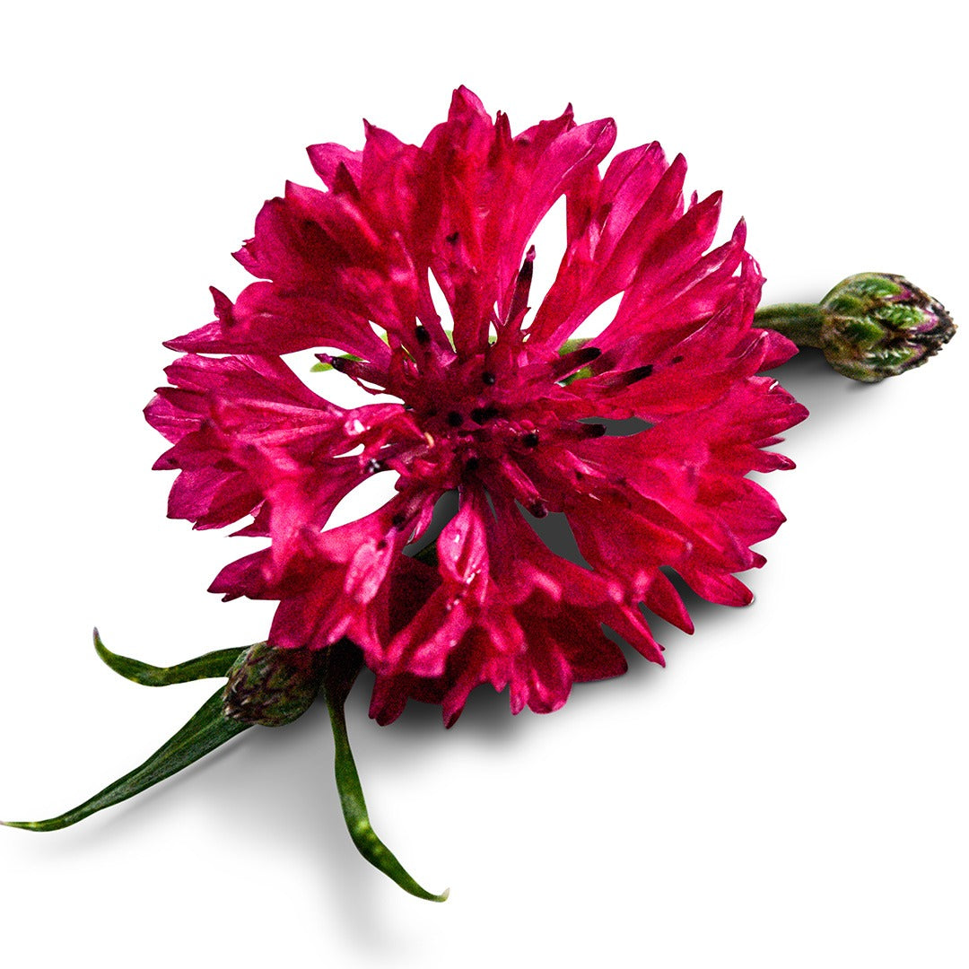 Red Boy Bachelor's Button with buds on a white background.