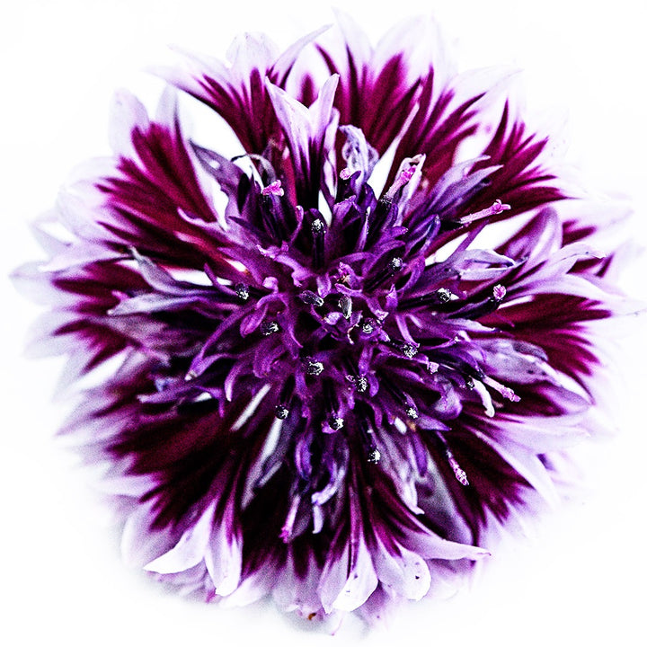 A micro close-up view of single Classic Magic Mix Bachelor's Button flower.