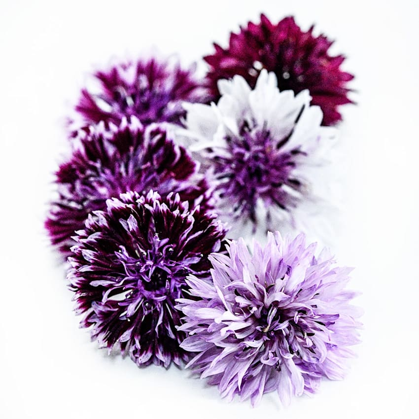 Bachelor's Button Seeds, Classic Magic Mix
