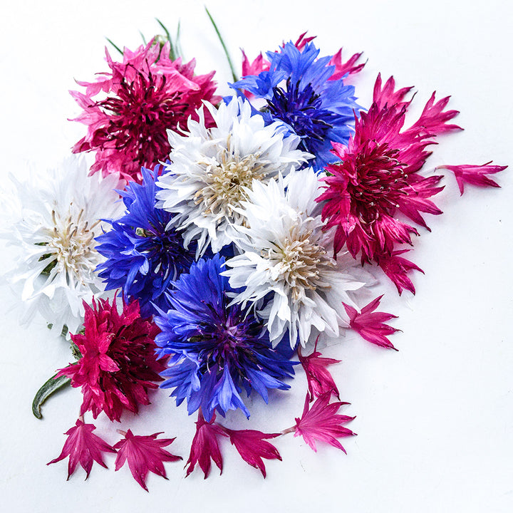Overhead view of Fireworks Bachelor's Button blooms in surrounded by petals.