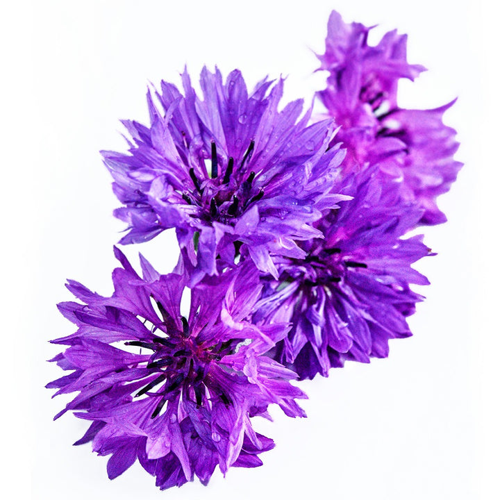 An arrangement of Mauve Lady Bachelor's Button flowers on a white background.