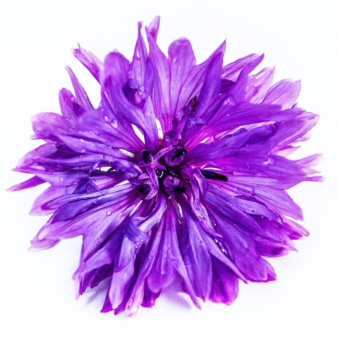 A single Mauve Lady Bachelor's Button flower on a white background.