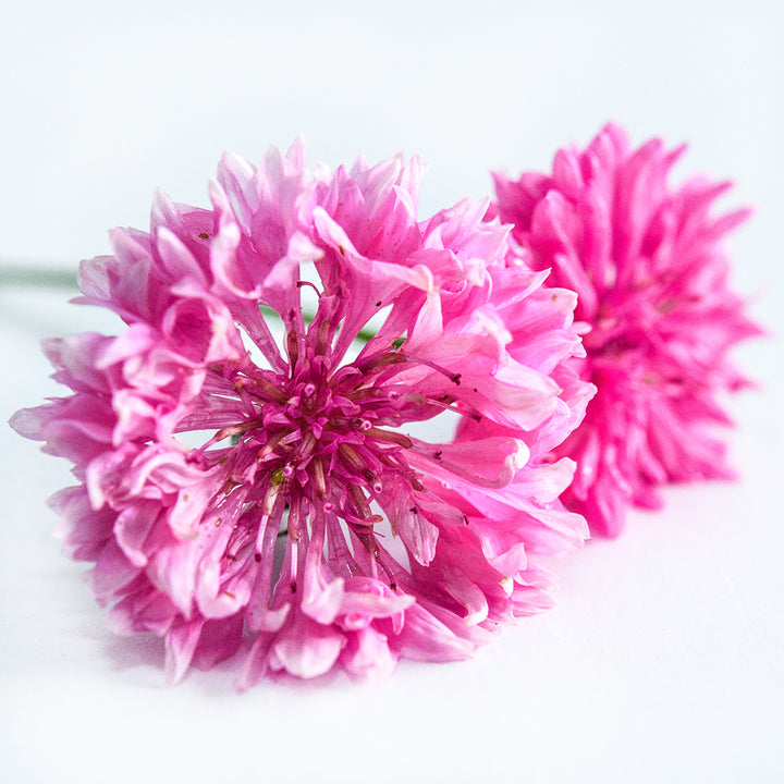 A close-up macro view of a couple of Pinkie Bachelor's Button flowers on white.