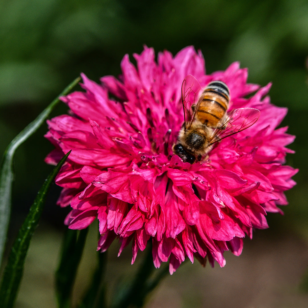 A bee gathers pollen from a Red Boy Bachelor&