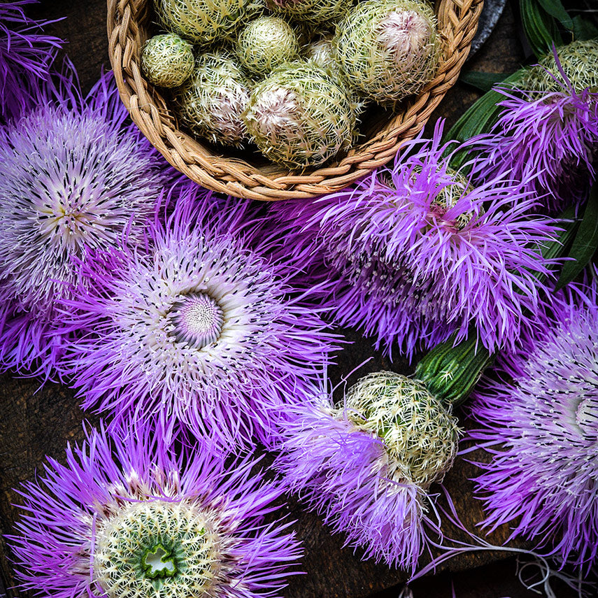 Pink Basketflower buds in a basket with large flowers on dark wooden background.