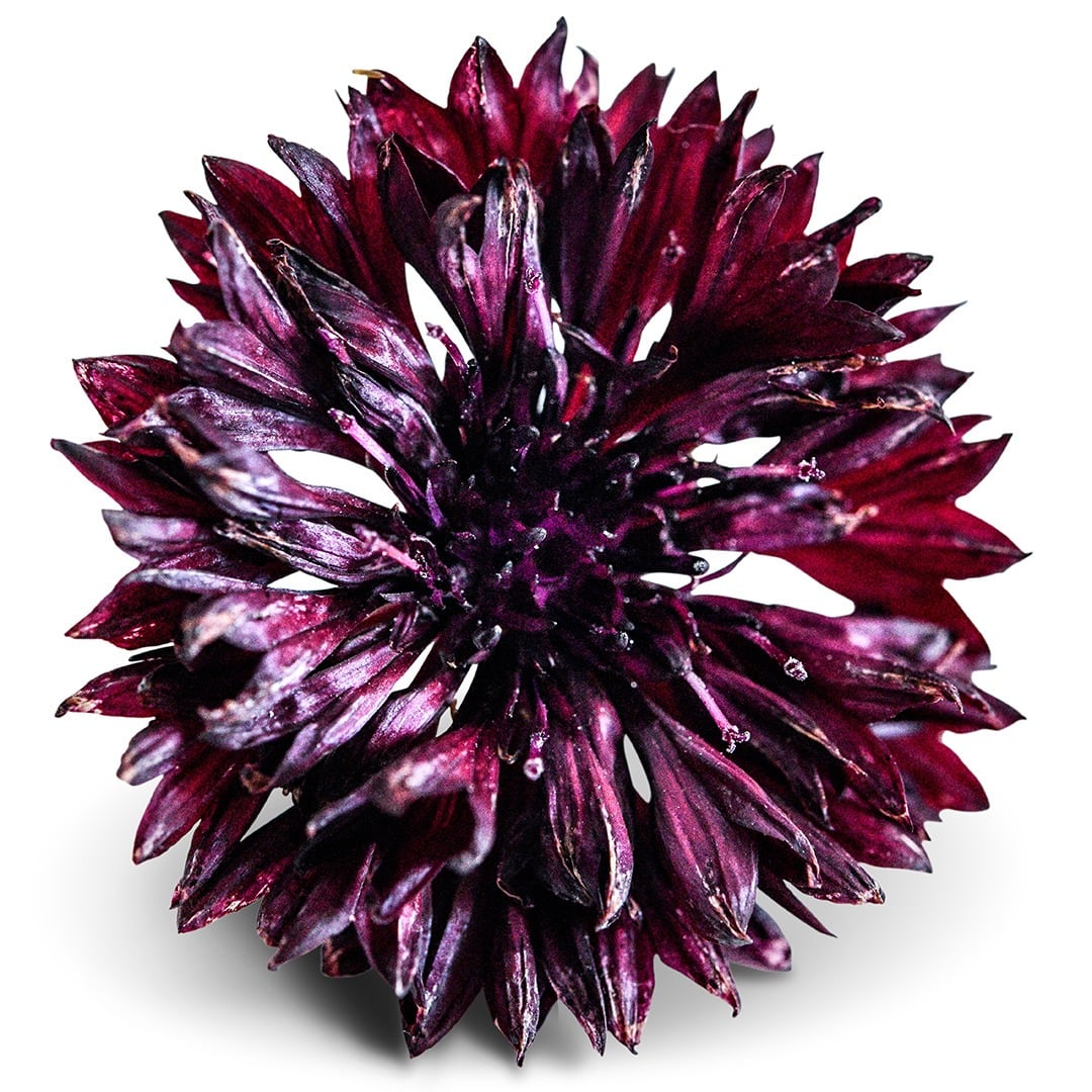 A single Black Boy Bachelor's Button flower on a white background.