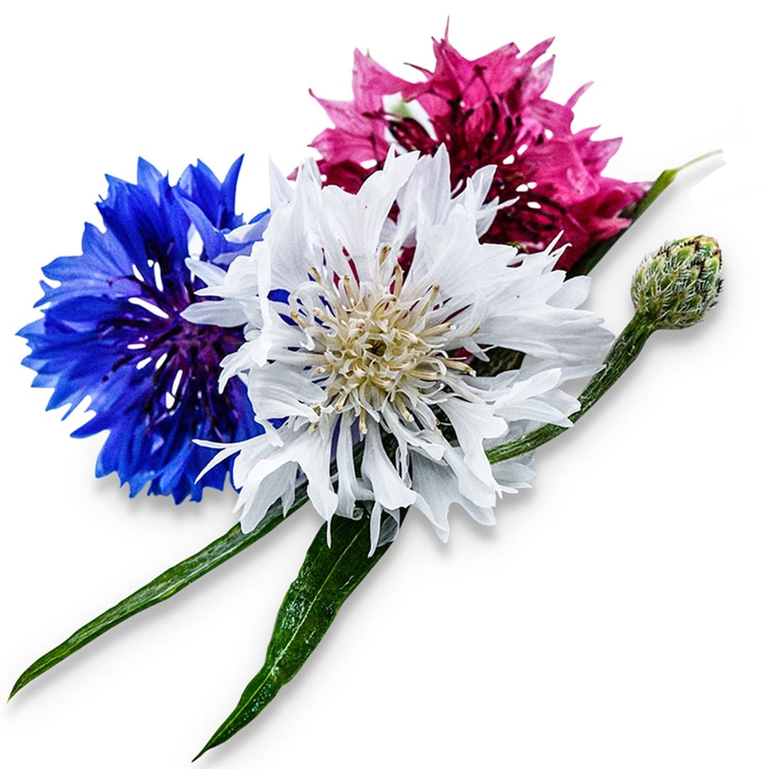 A macro view of a trio of Fireworks Bachelor's Button flowers on a white background.