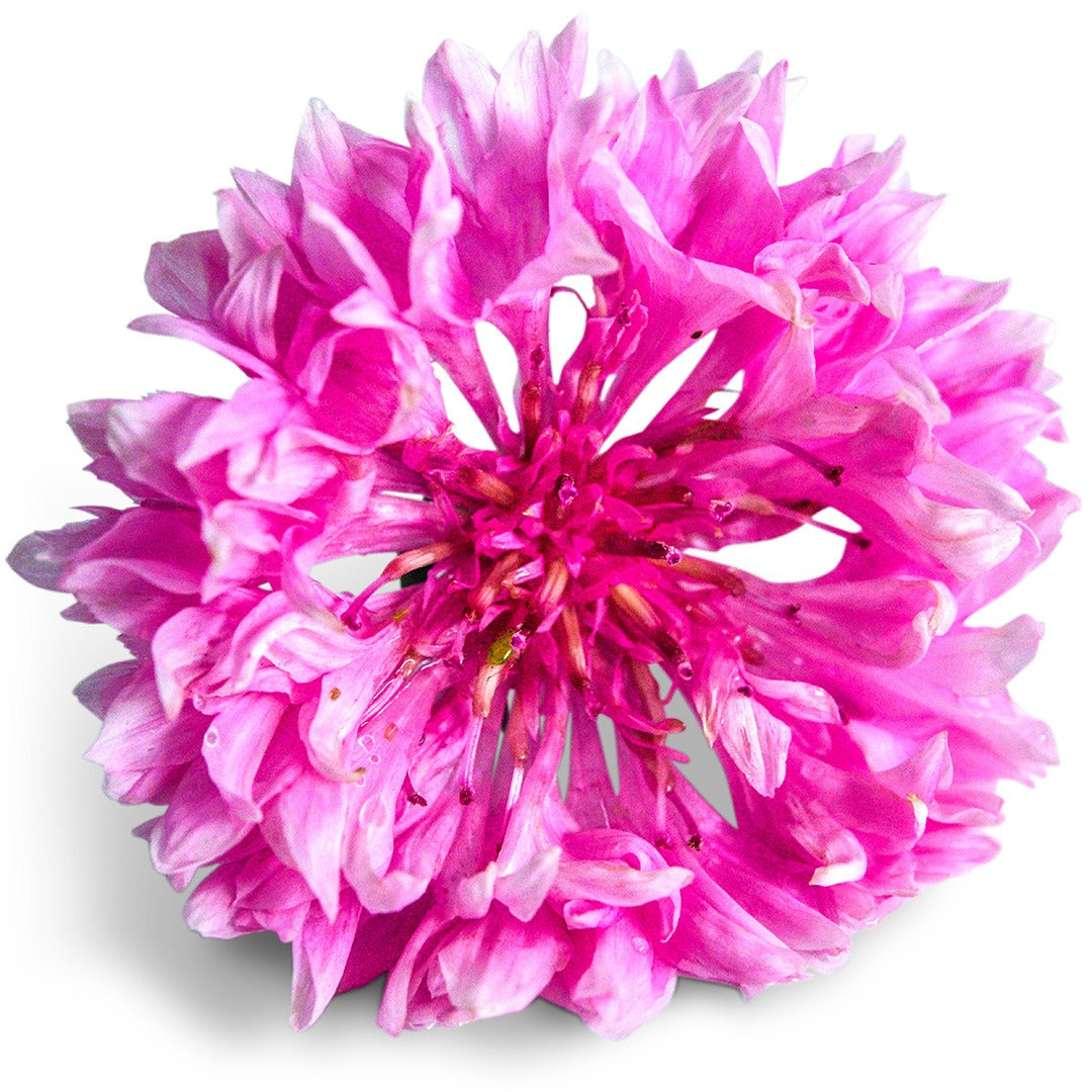 A close up of a Pinkie Bachelor&