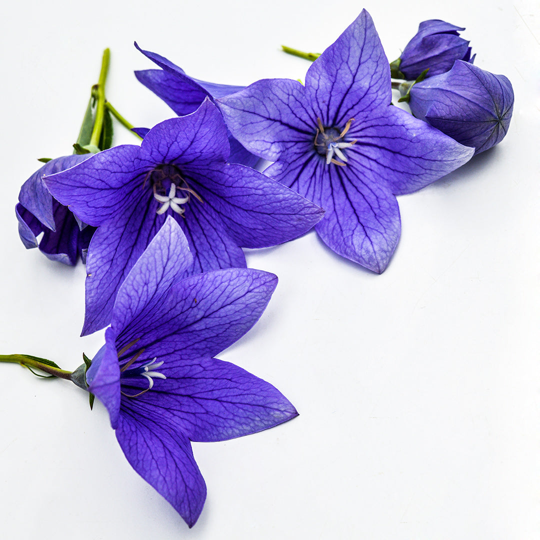 Trailing Fuji Blue Balloon Flowers arranged on a bright white background.